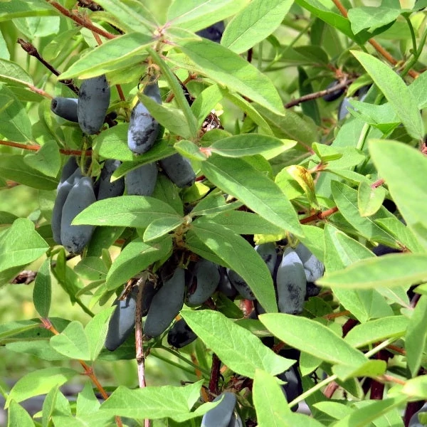 Lonicera kamtschatica 'Wojtek' - Kamcsatkai mézbogyó