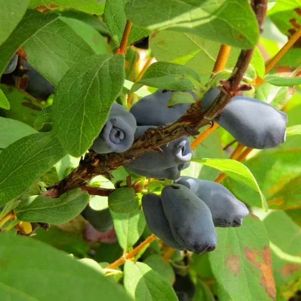 Lonicera kamtschatica 'Wojtek' - Kamcsatkai mézbogyó