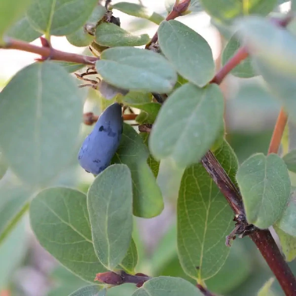 Lonicera kamtschatica 'Wojtek' - Kamcsatkai mézbogyó