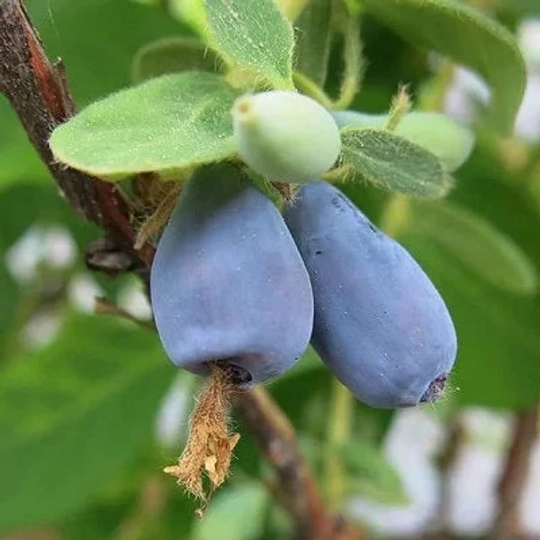 Lonicera kamtschatica 'Zojka' - Kamcsatkai mézbogyó