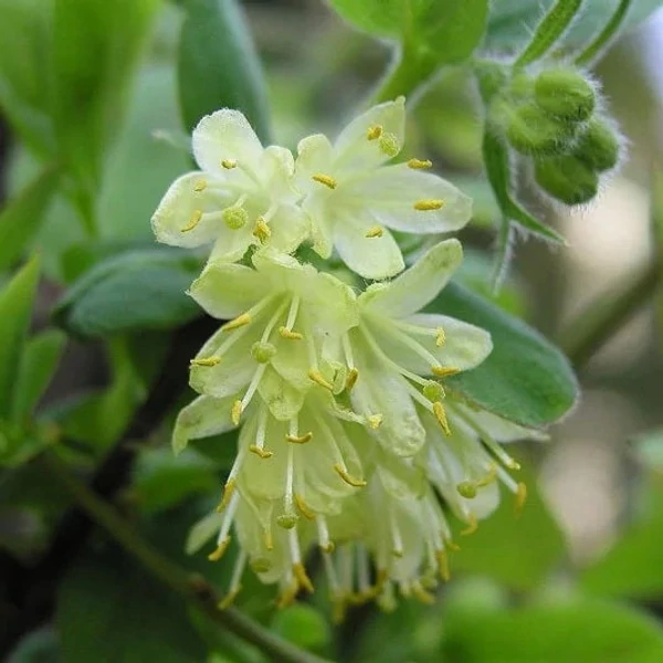 Lonicera kamtschatica 'Zojka' - Kamcsatkai mézbogyó