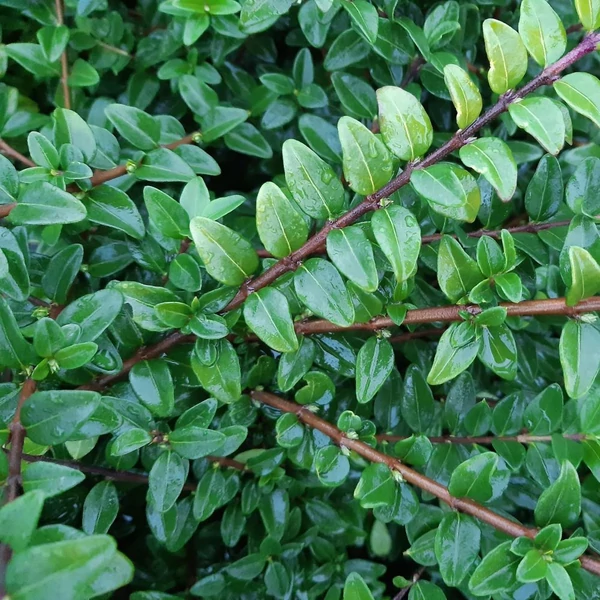 Lonicera nitida 'Maigrün' - Örökzöld mirtuszlonc