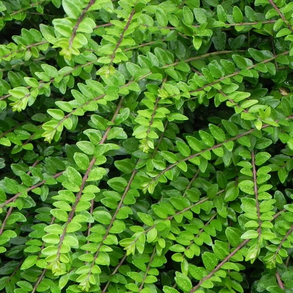 Lonicera nitida 'Maigrün' - Örökzöld mirtuszlonc