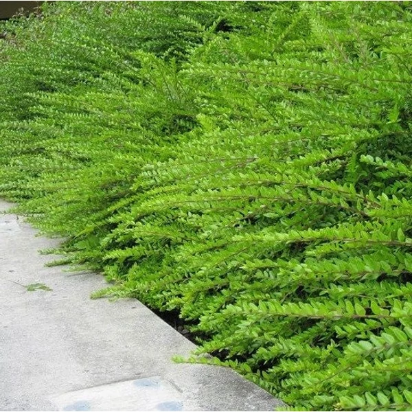 Lonicera nitida 'Maigrün' - Örökzöld mirtuszlonc