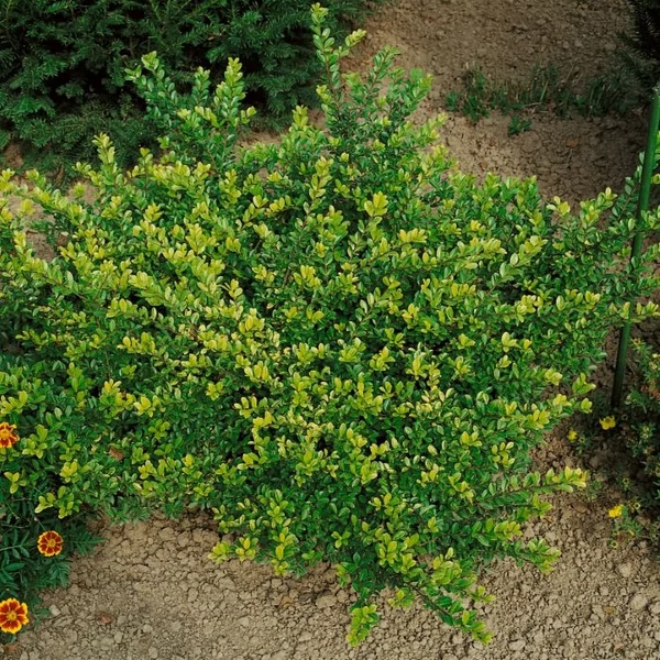 Lonicera nitida 'Maigrün' - Örökzöld mirtuszlonc
