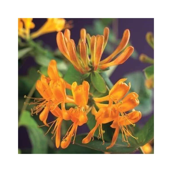 Lonicera x tellmanniana - Magyar lonc