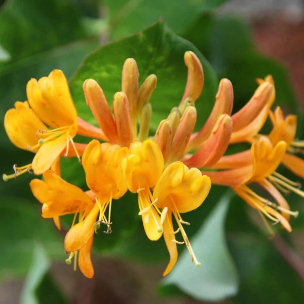 Lonicera x tellmanniana - Magyar lonc