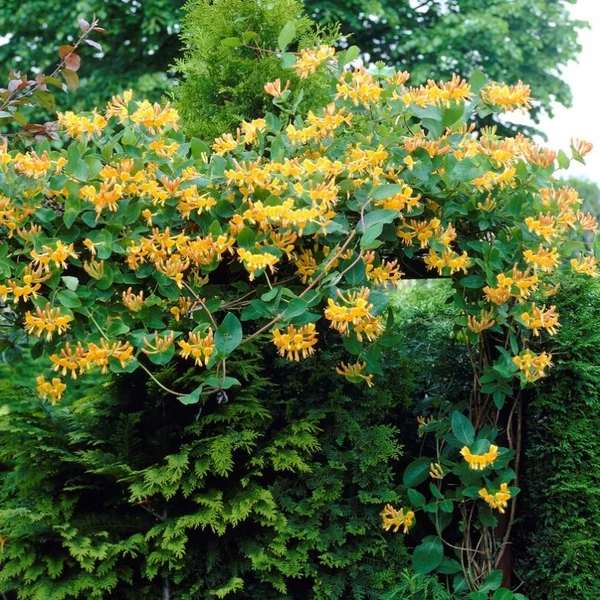 Lonicera x tellmanniana - Magyar lonc
