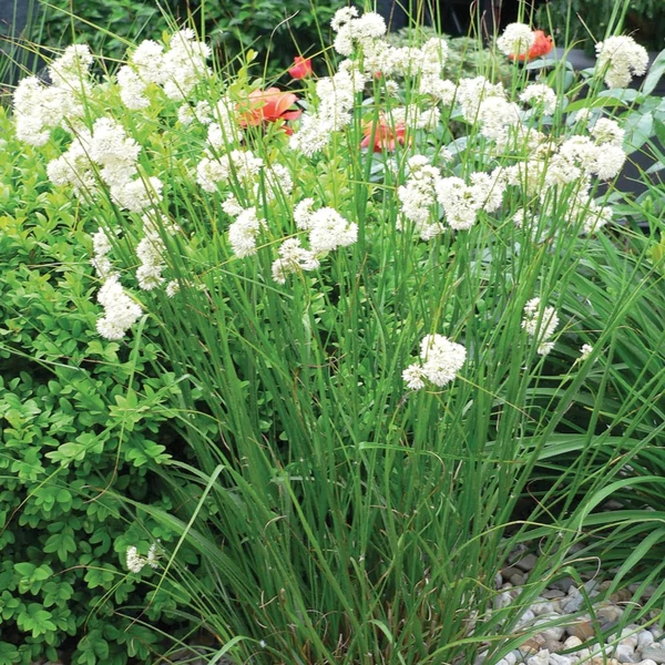 Luzula nivea 'Lucius' – Havasi perjeszittyó