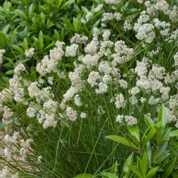 Luzula nivea 'Lucius' – Havasi perjeszittyó