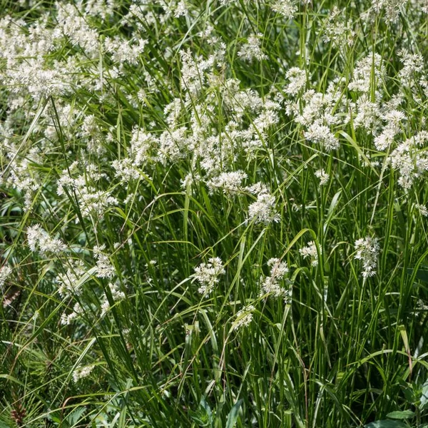 Luzula nivea 'Lucius' – Havasi perjeszittyó