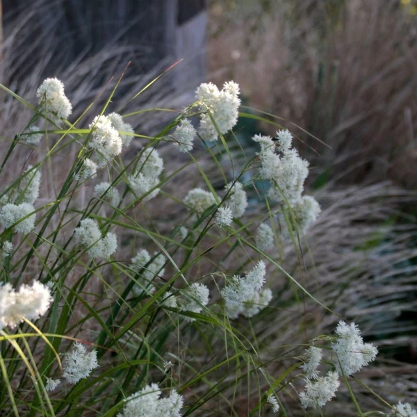 Luzula nivea 'Lucius' – Havasi perjeszittyó