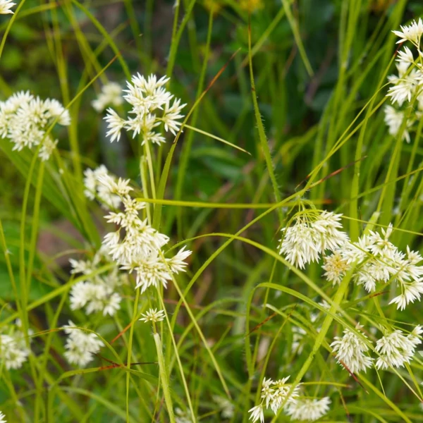 Luzula sylvatica - Erdei perjeszittyó