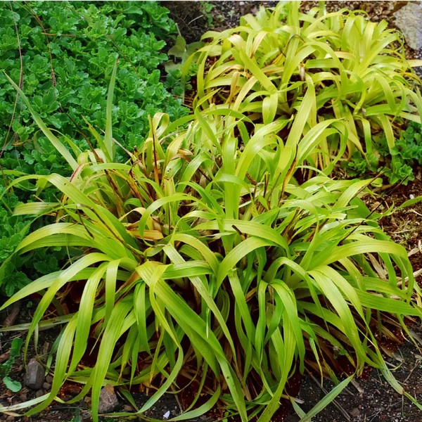 Luzula sylvatica - Erdei perjeszittyó