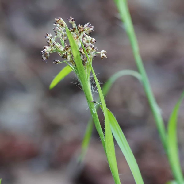 Luzula sylvatica - Erdei perjeszittyó