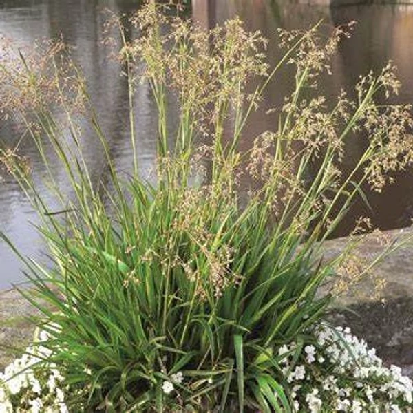 Luzula sylvatica - Erdei perjeszittyó