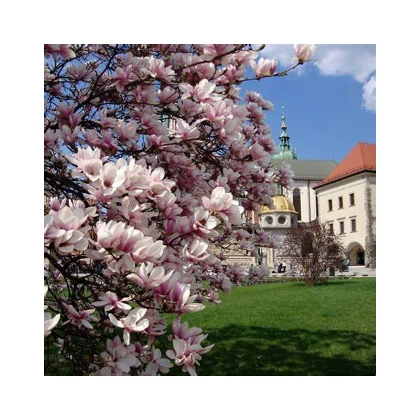 Magnolia 'George Henry Kern' - Liliomfa