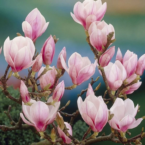 Magnolia soulangeana - Liliomfa