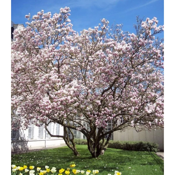 Magnolia soulangeana - Liliomfa