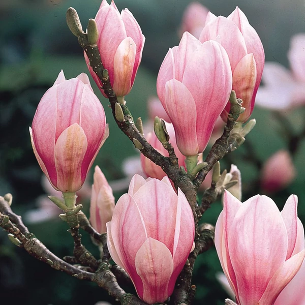 Magnolia soulangeana - Liliomfa