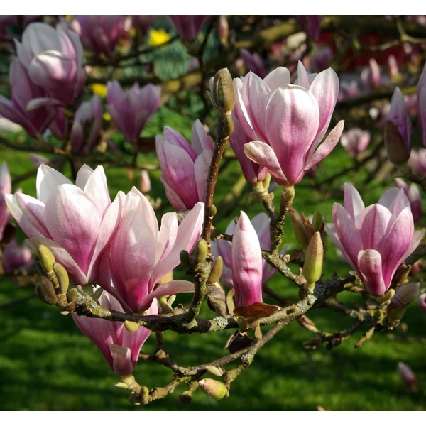 Magnolia soulangeana - Liliomfa