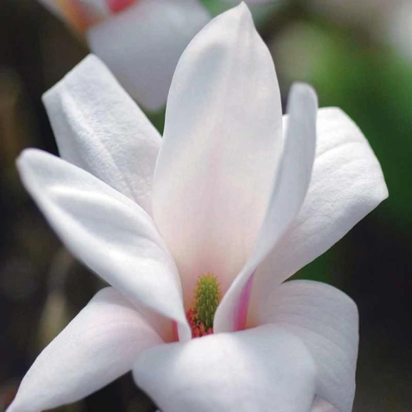 Magnolia x soulangeana 'Alba Superba' - Liliomfa