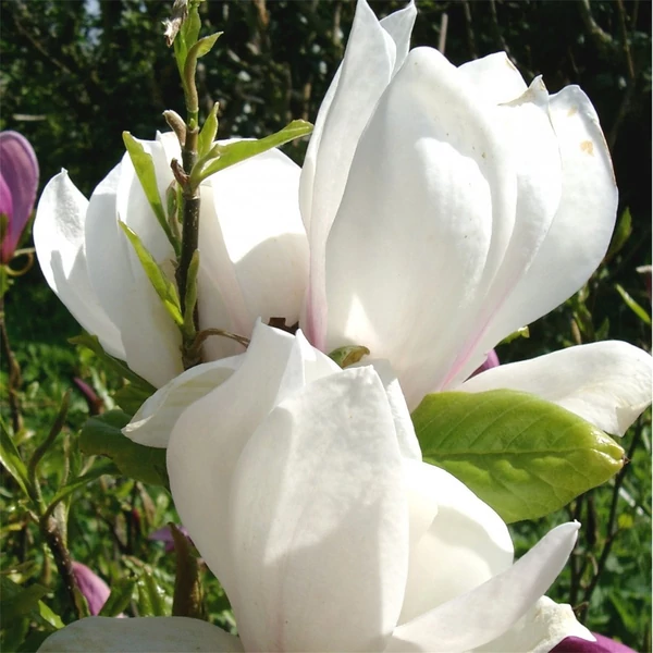 Magnolia x soulangeana 'Alba Superba' - Liliomfa