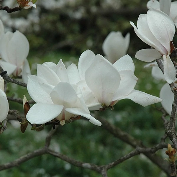 Magnolia x soulangeana 'Alba Superba' - Liliomfa