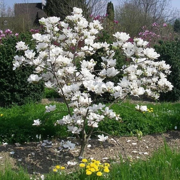 Magnolia x soulangeana 'Alba Superba' - Liliomfa