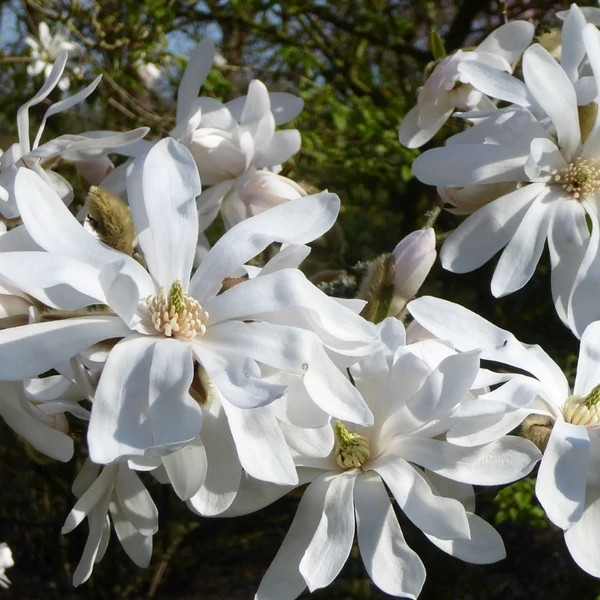 Magnolia stellata - Csillagvirágú liliomfa