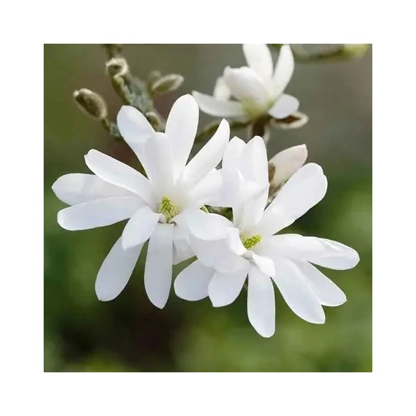 Magnolia stellata - Csillagvirágú liliomfa