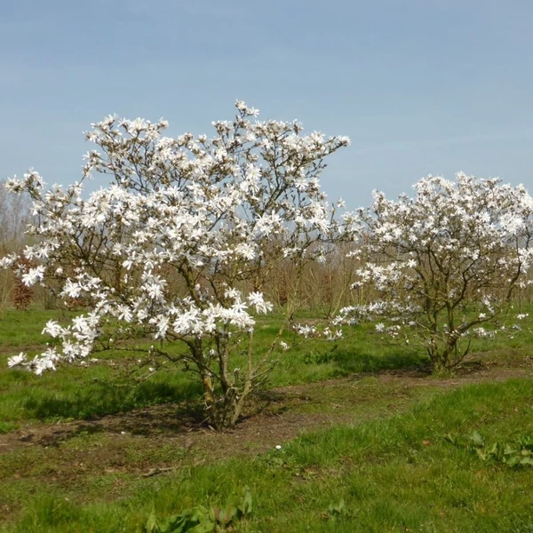 Magnolia stellata - Csillagvirágú liliomfa