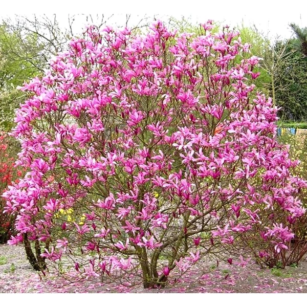 Magnolia 'Susan' - Liliomfa