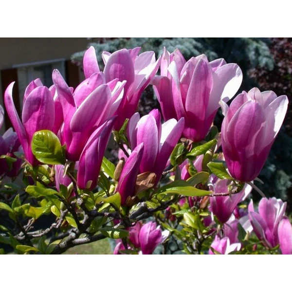 Magnolia 'Susan' - Liliomfa