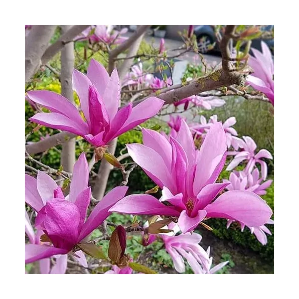 Magnolia 'Susan' - Liliomfa