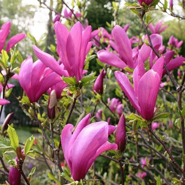 Magnolia 'Susan' - Liliomfa