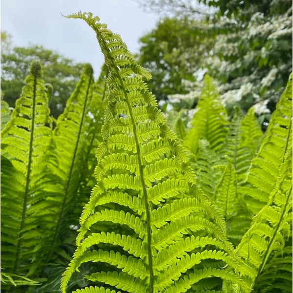 Matteuccia struthiopteris - Európai struccpáfrány