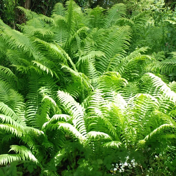 Matteuccia struthiopteris - Európai struccpáfrány