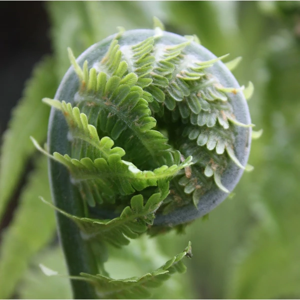 Matteuccia struthiopteris - Európai struccpáfrány
