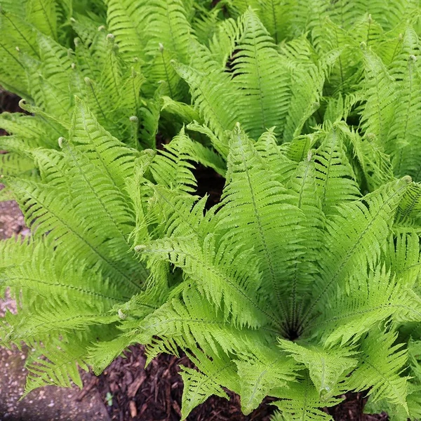 Matteuccia struthiopteris - Európai struccpáfrány