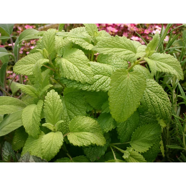 Melissa officinalis - Citromfű