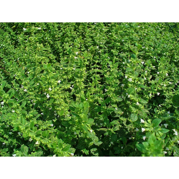 Melissa officinalis - Citromfű