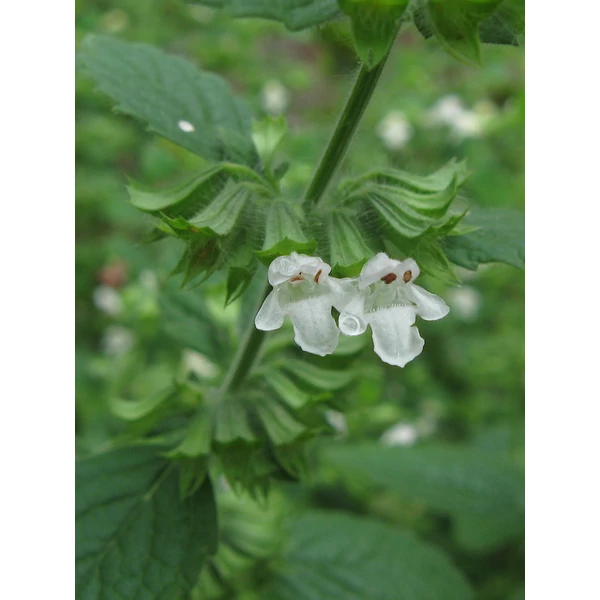 Melissa officinalis - Citromfű