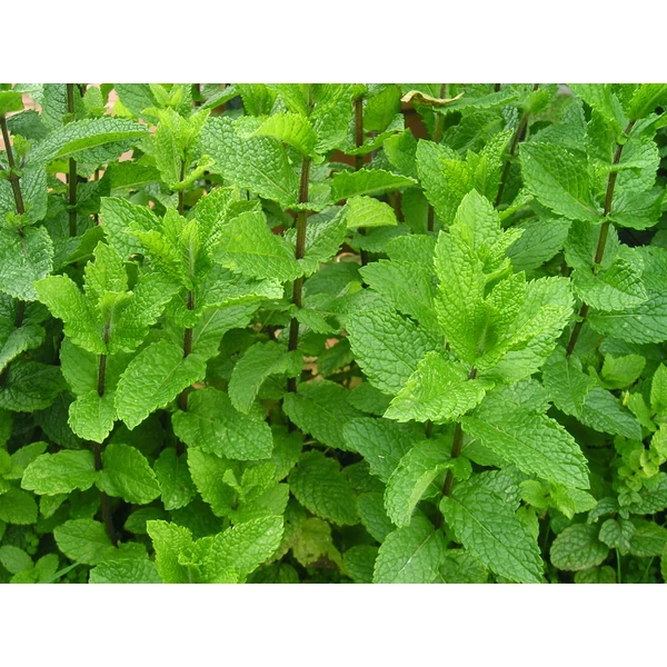 Mentha spicata - Fodormenta