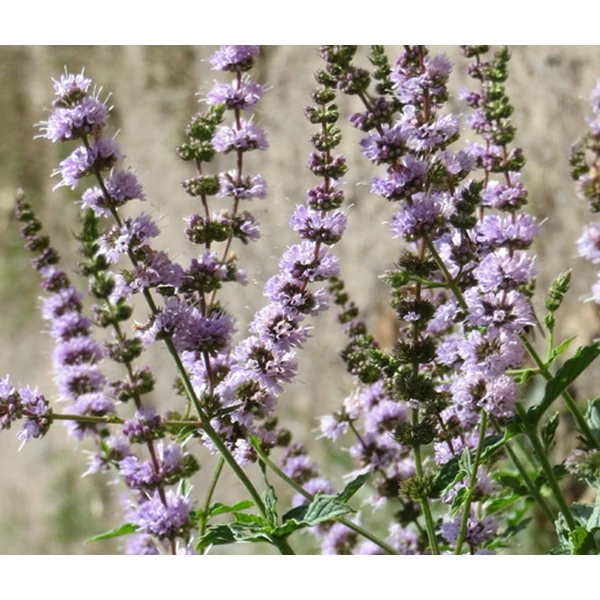 Mentha spicata - Fodormenta