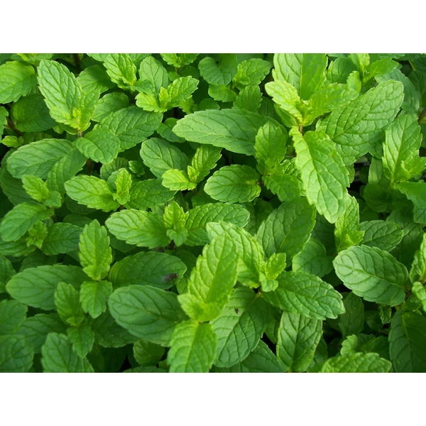 Mentha spicata - Fodormenta