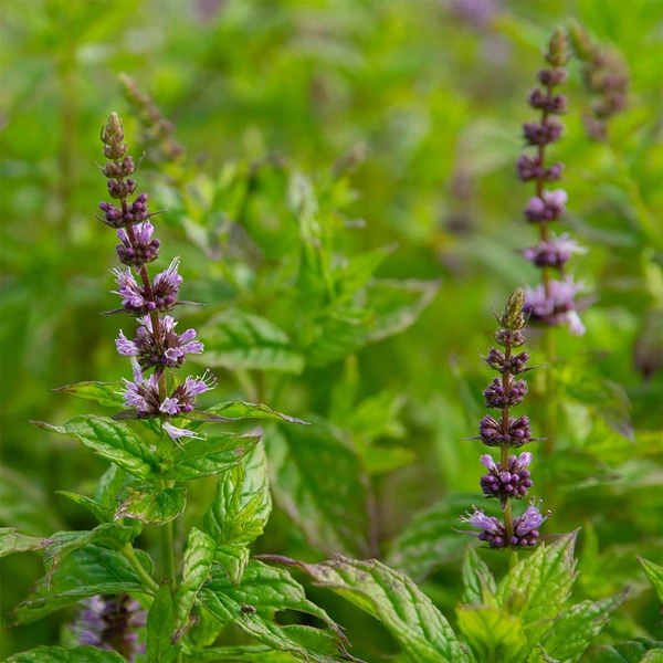 Mentha spicata - Fodormenta