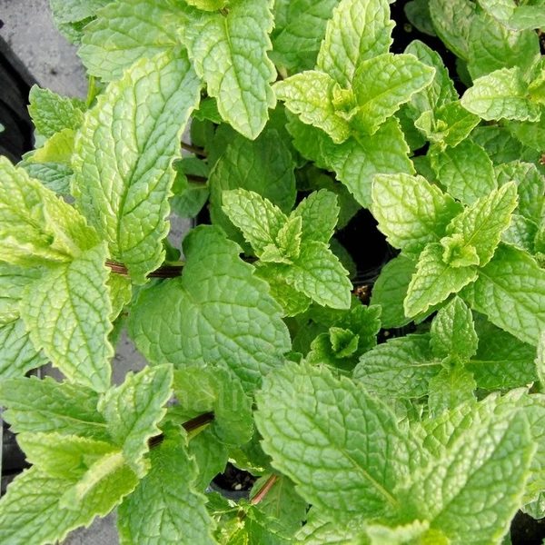 Mentha spicata 'Crispa' - Fodormenta