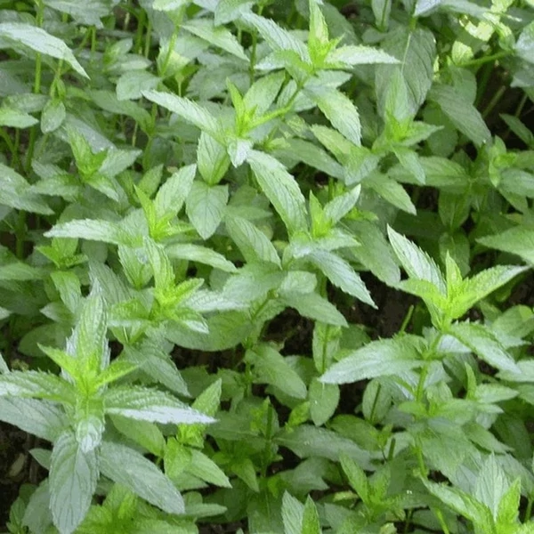 Mentha spicata 'Crispa' - Fodormenta