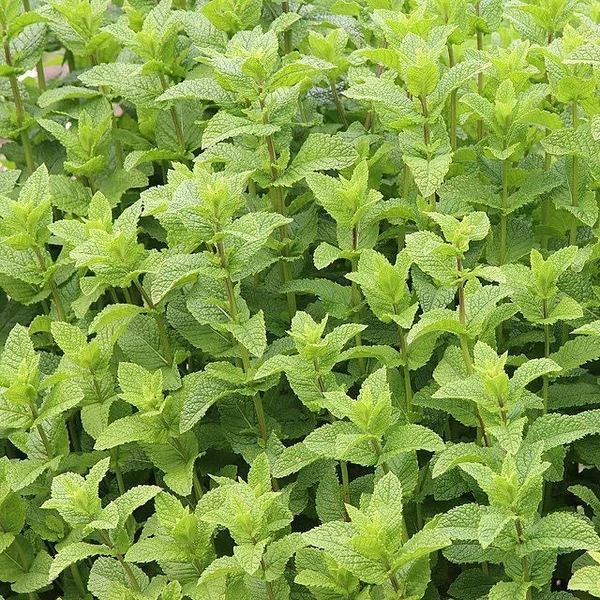 Mentha spicata 'Crispa' - Fodormenta